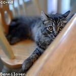 Benny Nienow Profile Picture