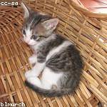 Joyce Predovic Profile Picture