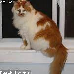 Chet Wunsch Profile Picture