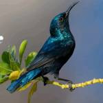 Nsama Nsama Profile Picture