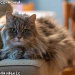 Remington Nikolaus Profile Picture
