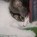 Ettie Hessel Profile Picture