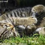 Jan DuBuque Profile Picture