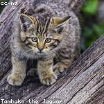 Noel Pfannerstill Profile Picture