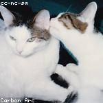 Corrine Oberbrunner Profile Picture