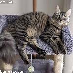Irving Bartoletti Profile Picture