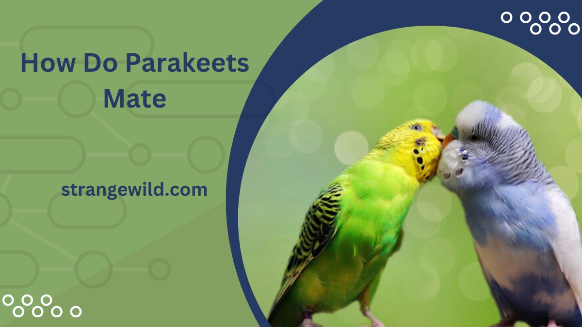 How Do Parakeets Mate?