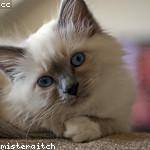 Keon Nitzsche Profile Picture