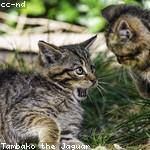 Elias Flatley Profile Picture