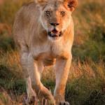 Nick1234 Profile Picture