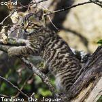 Rigoberto Conroy Profile Picture