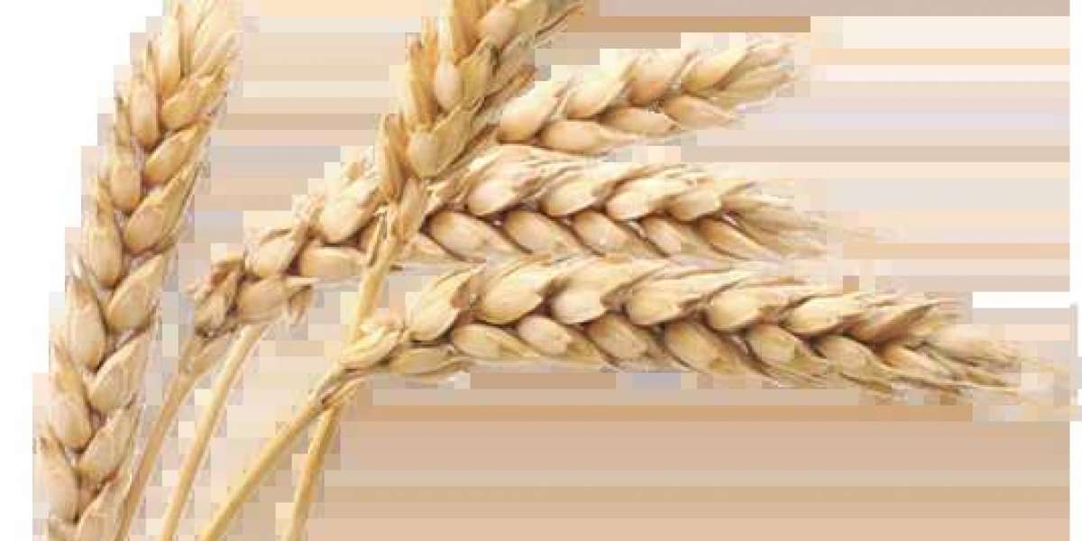 Fermented Wheat Germ Extract: A Potent Antioxidant for Skin Health and Beauty