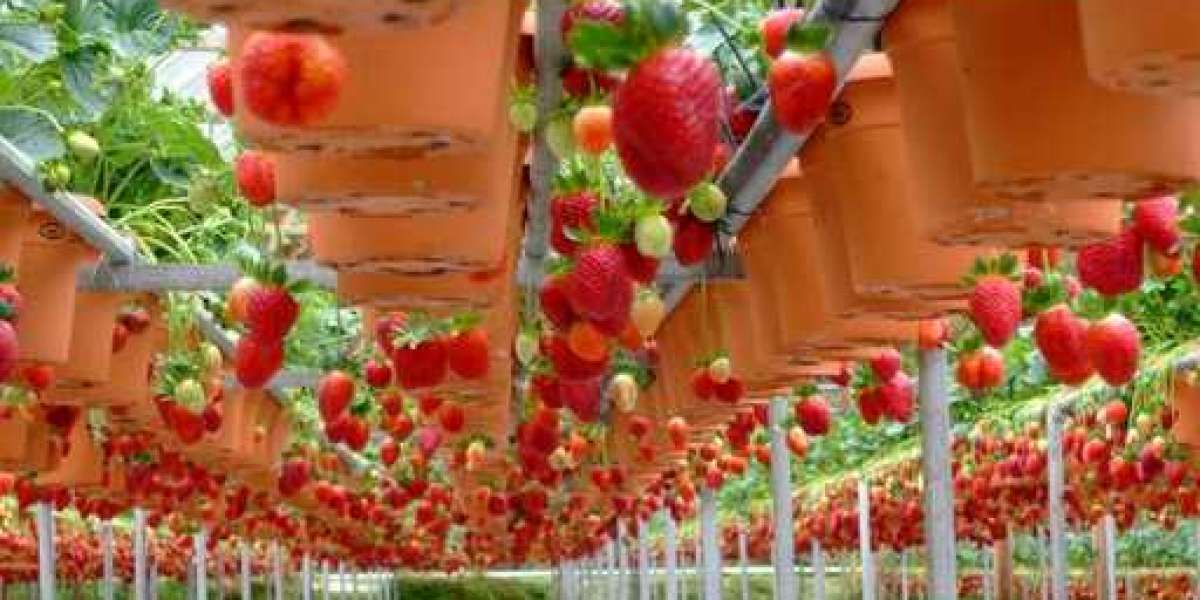Kebun Strawberry Parongpong Jawa Barat Serunya Belajar Berkebun