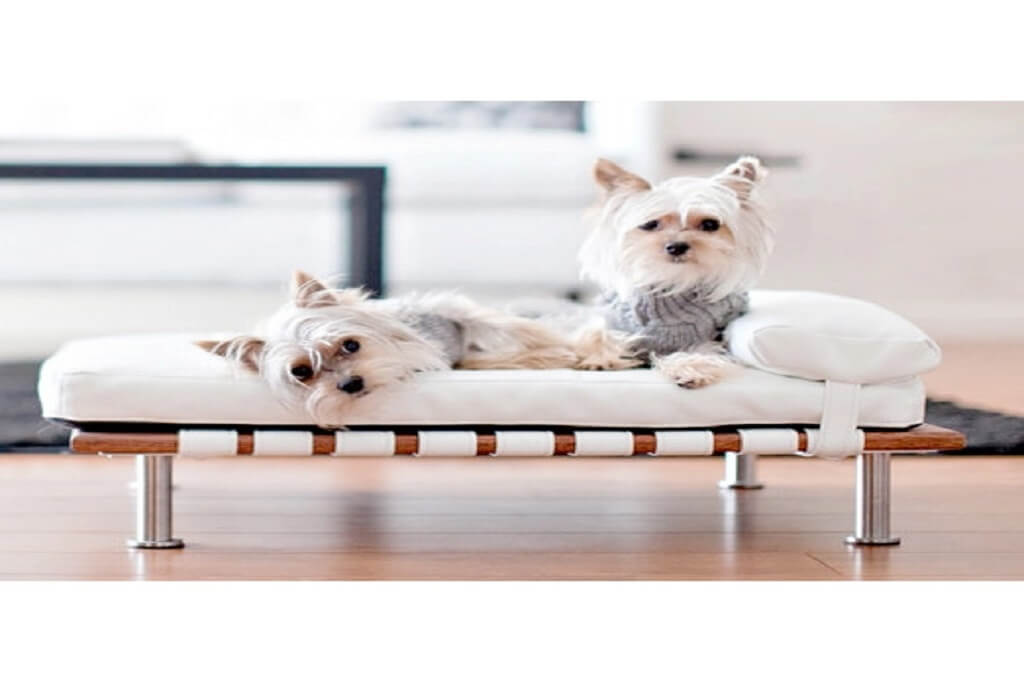 Modern Dog Bed: 8 Super Characteristics You Must Know