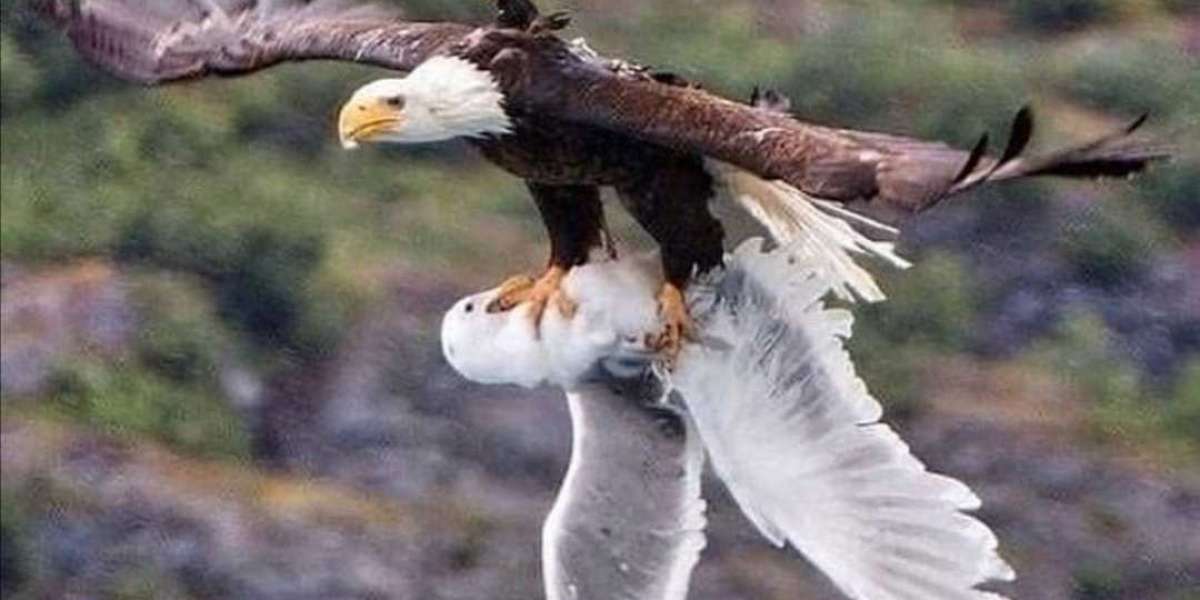 Bald eagles hunting skills