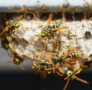 Wasp Removal & Control Service Berwick