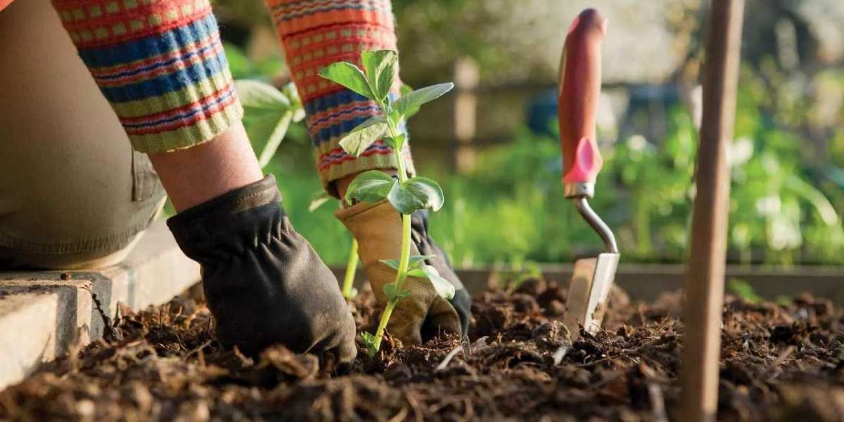 The Surprising and Infamous Benefits of practicing Gardening as a whole.