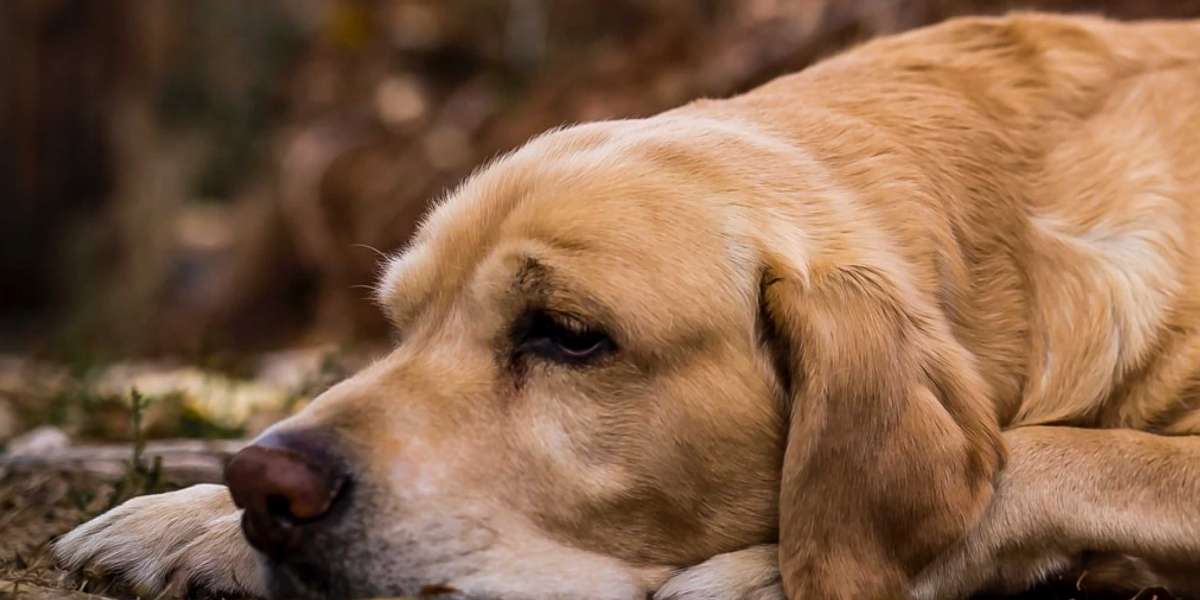 When to Make Your Dog Vomit and How to Do It Safely