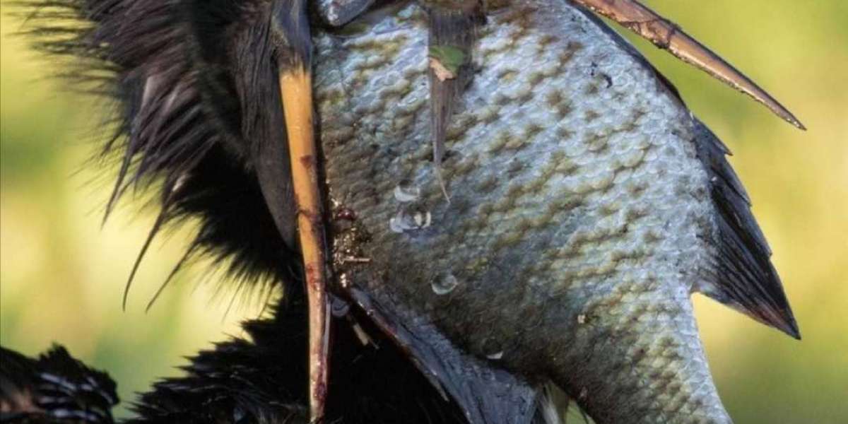 An anhinga "snake bird"