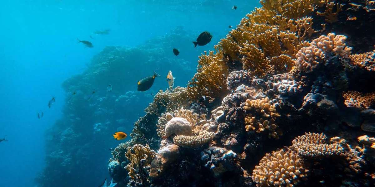 Exploring the Depths of Jepun: A Guide to the Best Dive Sites in Bali