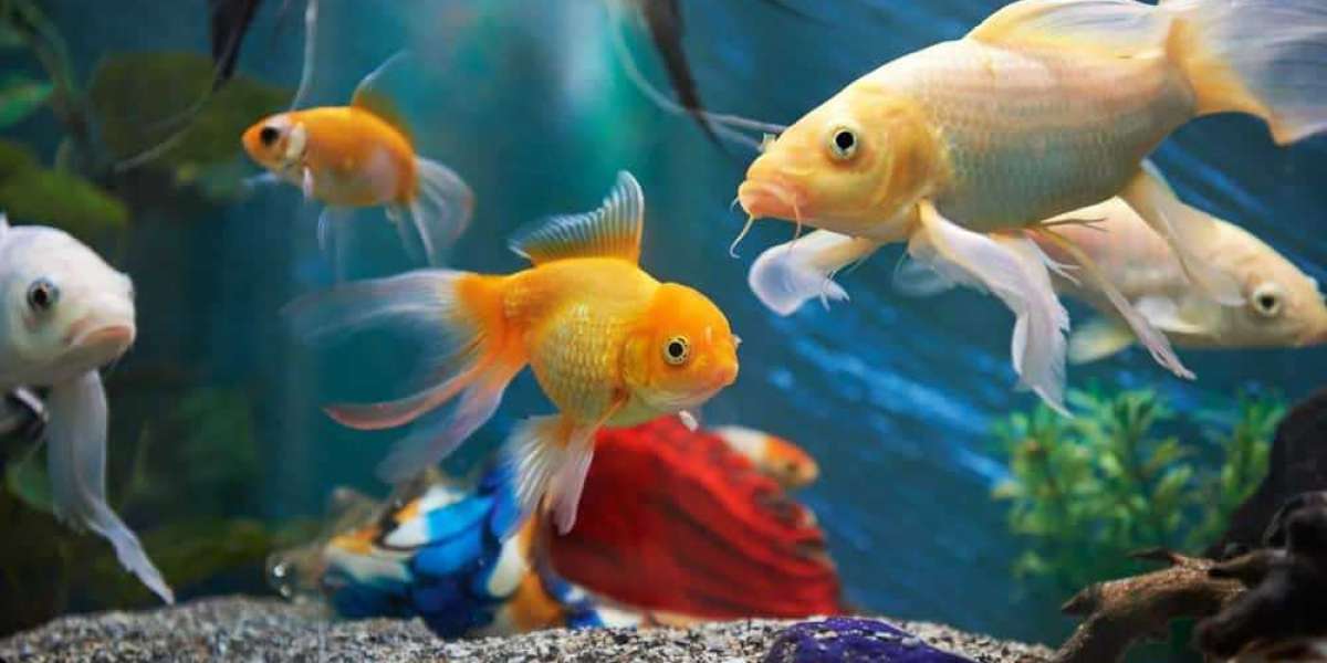Tropical Residential Ornamental Fish Market Size, Trends & Growth Forecast By 2028