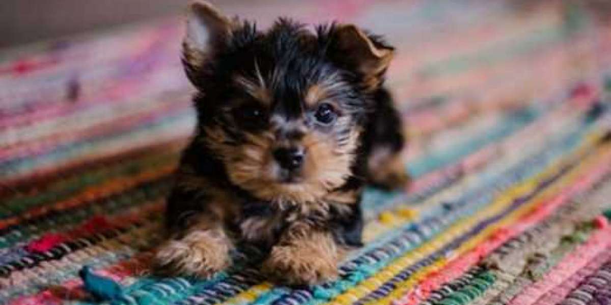 Experience the Love and Cuteness of Bernedoodle Puppies for Sale