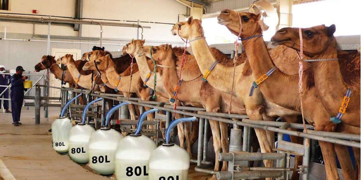 Camel Dairy Processing Plant Project Report 2023: Business Plan, Raw Materials Requirement| IMARC Group