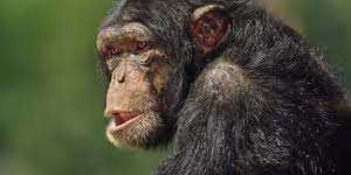 Did You Know That HIV Originated From Chipazees???