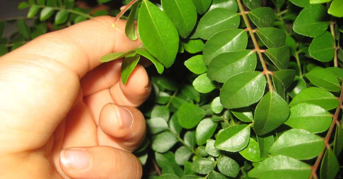 Curry Leaves for Hair Growth & Health Benefits