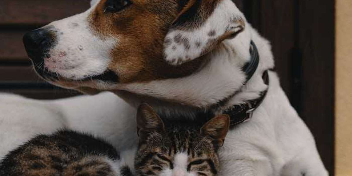 The Impact of Pets and Animals on Our Lives