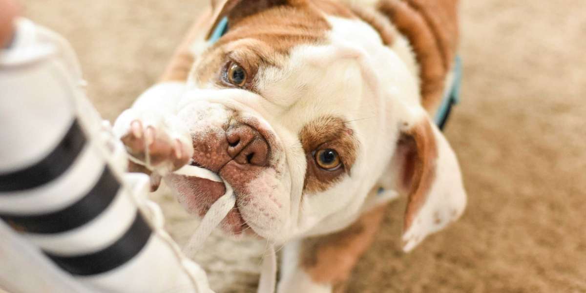 Benefits of Puppy Preschool in Perth