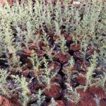 Paul Mihango Profile Picture