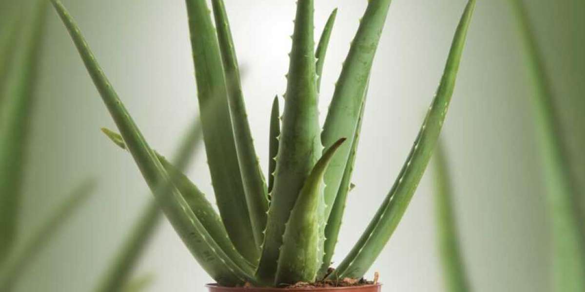 Types Of Aloe Vera Plants