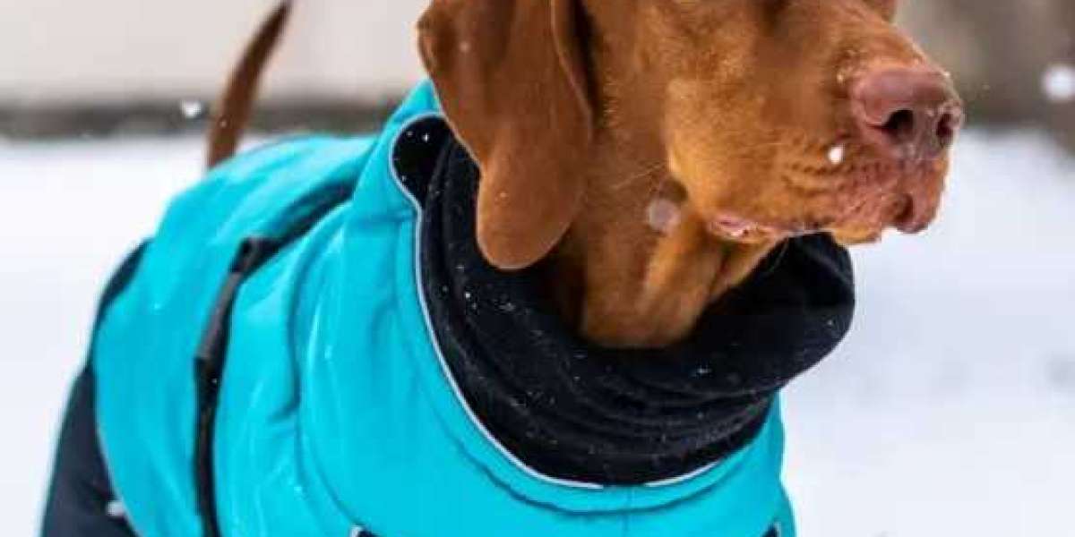  What is a Summer Cooling Dog Jacket and Why Does Your Dog Need One?