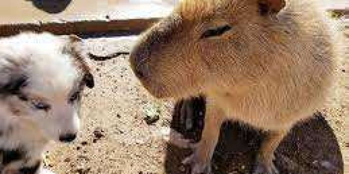 Capybara - The Greatest Rodent in the World