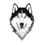 Devid milar Profile Picture
