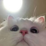 Sonam euden profile picture