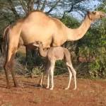 ABDI HASSAN Profile Picture