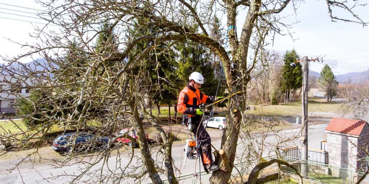 Tree Felling North London - Tree Felling Hertfordshire