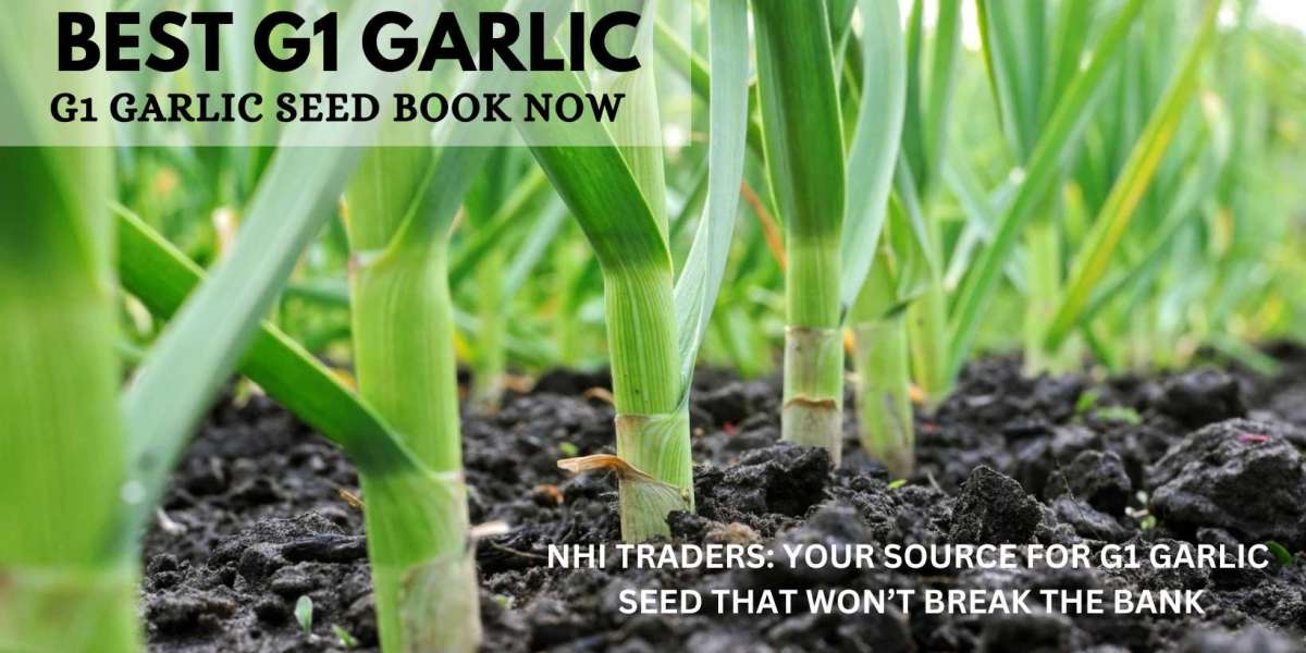 Unleash the Flavor: NHITRADERS Brings You Premium G1 Garlic Seeds and G1 Garlic
