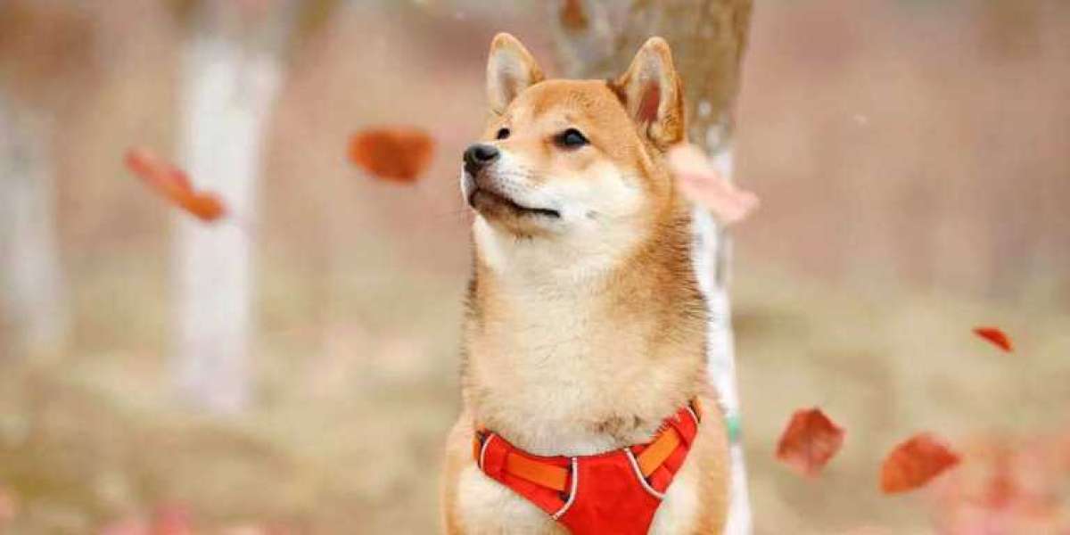 SHIBA INU: UNVEILING CRYPTO’S ENIGMATIC MEGATRANSACTION
