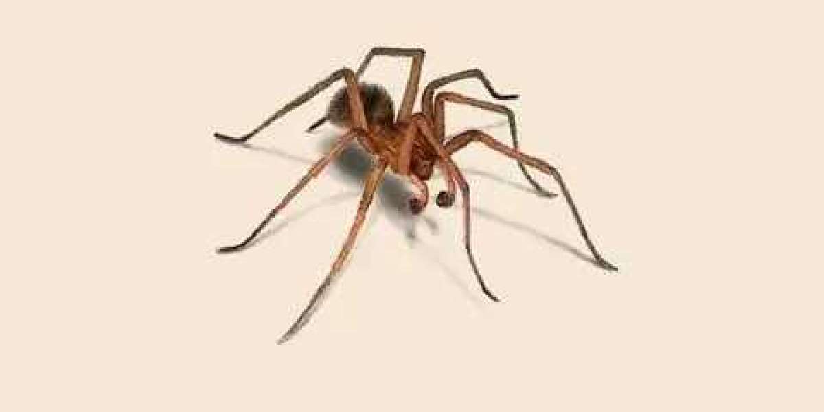 "The Interesting universe of Bugs:Bosses of Silk and Secrecy"