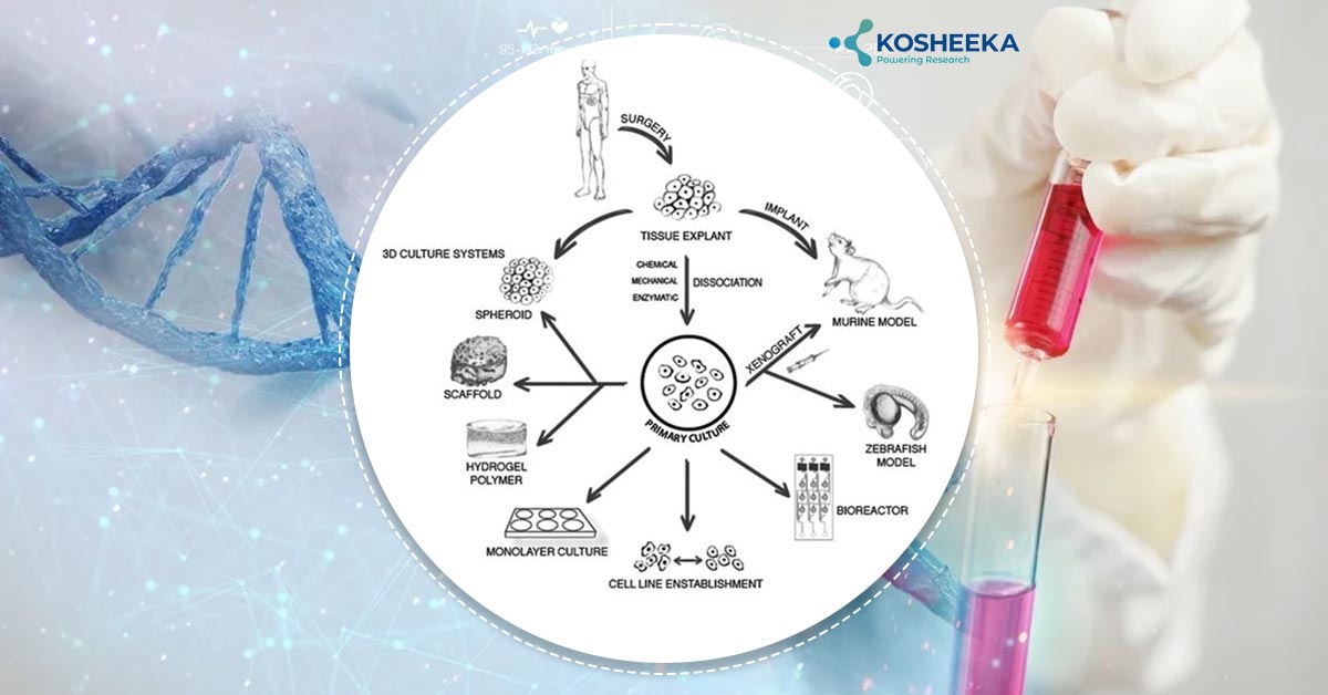 The Importance Of Primary Cell Culture For Cancer Research | Kosheeka