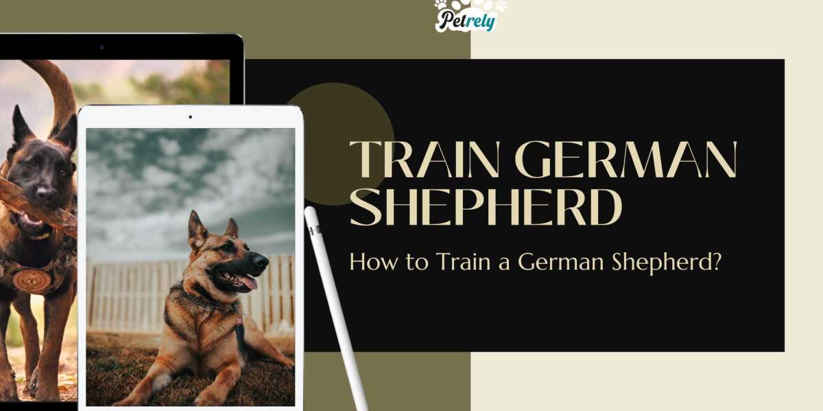 How to Train a German Shepherd to Protect Your House