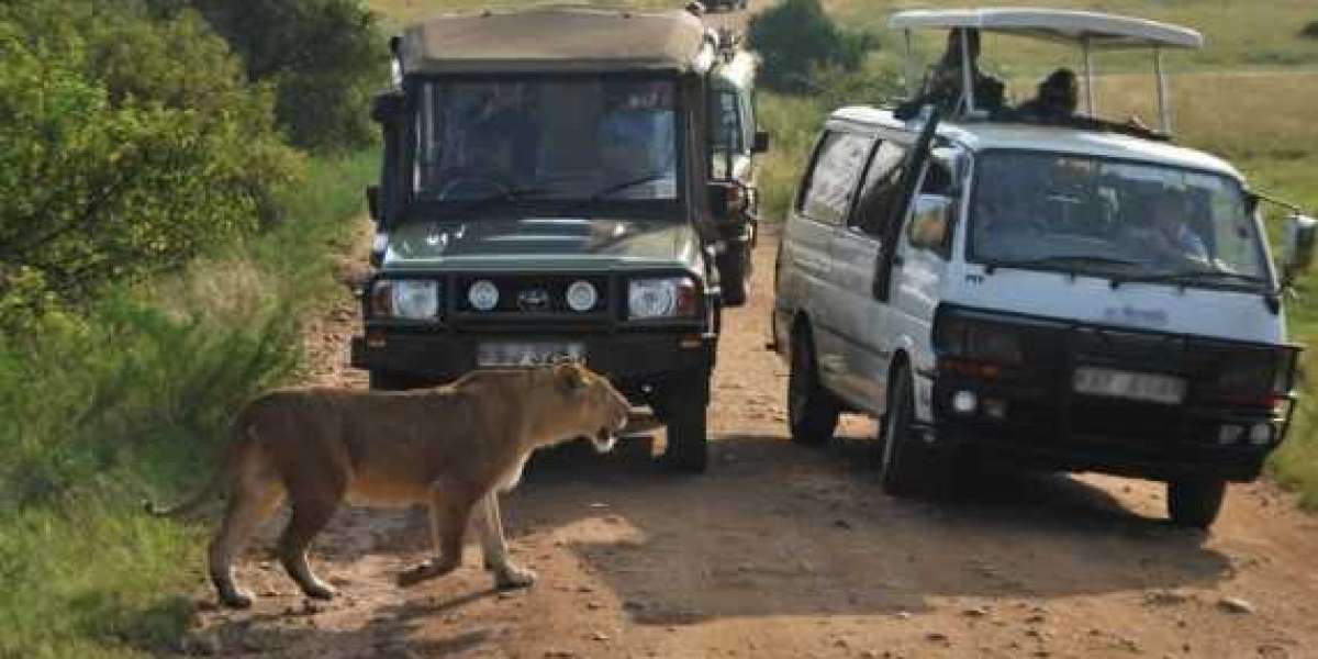 Affordable Kenya Safari Packages: An Unforgettable Journey Within Reach