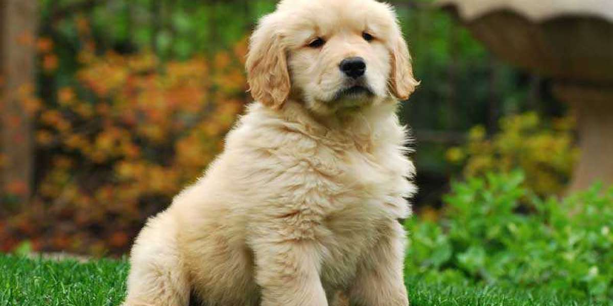 Incredible Offers on Golden Retriever Puppies in Delhi