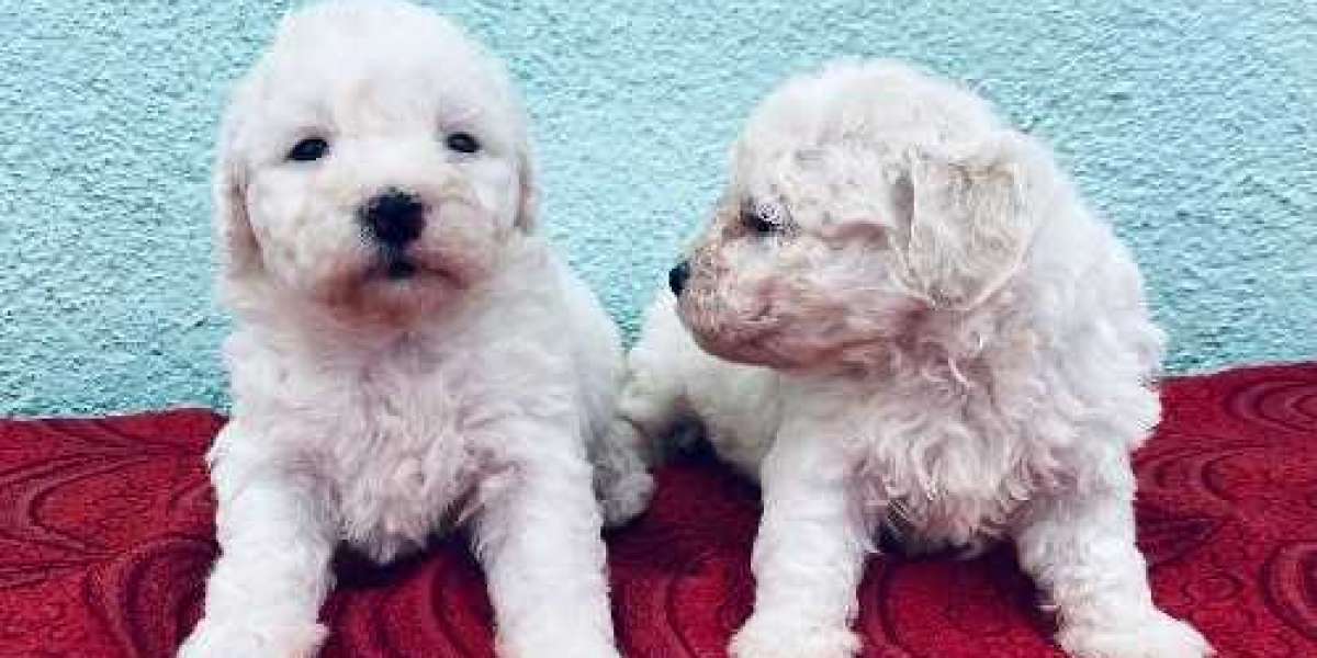 Find Your Perfect Poodle Puppy in Bangalore Today