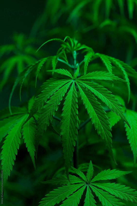 Cannabis Kaufen - Wo man in Deutschland Gras kaufen kann?