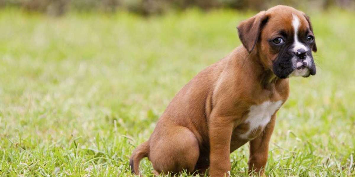 The Best Deals on Boxer Puppies in Bangalore