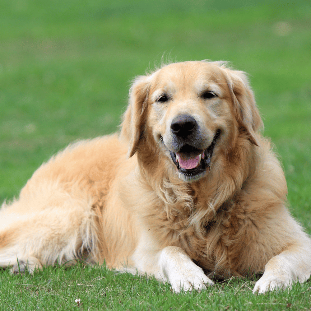 Golden Retriever Tips & Advice By Pets On Point - Pets On Point